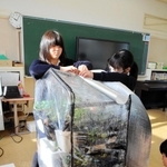イチゴ栽培で教室にビニールハウスを置いた班の児童ら。花の成長を促そうと投光器で温めた＝いずれも加西市和泉町、日吉小学校