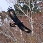 悠々と滑空するニホンイヌワシの幼鳥。羽の白い模様が特徴的＝２０２３年１２月１３日、但馬地方の扇ノ山周辺（三谷康則さん提供）