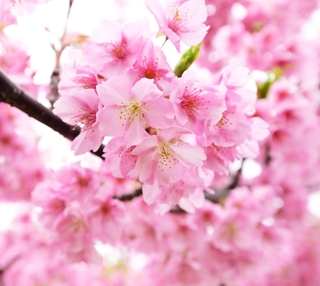 枝いっぱいに咲いた色鮮やかな河津桜＝22日午後、神戸市灘区摩耶海岸通２