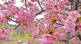 枝いっぱいに咲いた色鮮やかな河津桜＝22日午後、神戸市灘区摩耶海岸通２