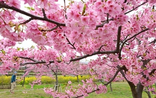 枝いっぱいに咲いた色鮮やかな河津桜＝22日午後、神戸市灘区摩耶海岸通２
