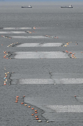 淡路島西岸の海上に並ぶノリ網＝20日、淡路市室津沖（撮影・内田世紀）