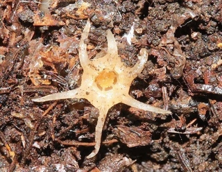 発見された新属新種の「ムジナノショクダイ」（鹿児島大の田金秀一郎准教授撮影）