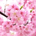 枝いっぱいに咲いた色鮮やかな河津桜＝22日午後、神戸市灘区摩耶海岸通２