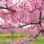 枝いっぱいに咲いた色鮮やかな河津桜＝22日午後、神戸市灘区摩耶海岸通２