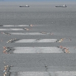 淡路島西岸の海上に並ぶノリ網＝20日、淡路市室津沖（撮影・内田世紀）