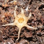 発見された新属新種の「ムジナノショクダイ」（鹿児島大の田金秀一郎准教授撮影）