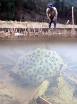 冷たい水中に産み落とされたアカガエルの卵＝神戸市北区、あいな里山公園