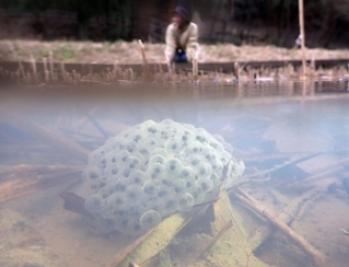 冷たい水中に産み落とされたアカガエルの卵＝神戸市北区、あいな里山公園
