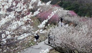 満開を迎えた綾部山梅林＝たつの市御津町黒崎（撮影・辰巳直之）