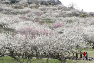 満開を迎え、斜面が鮮やかに染まった綾部山梅林＝たつの市御津町黒崎