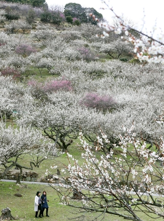 満開を迎え、斜面が鮮やかに染まった綾部山梅林＝たつの市御津町黒崎