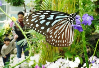 温室内で花の密を吸うリュウキュウアサギマダラ＝４日午前、伊丹市昆陽池、伊丹昆虫館（撮影・大田将之）