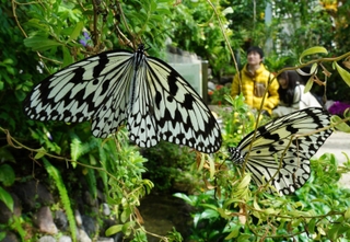 温室内の植物にとまり、羽を休めるオオガマダラ＝４日午前、伊丹市昆陽池、伊丹昆虫館（撮影・大田将之）