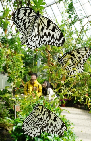 温室内の植物にとまり羽を休めるオオゴマダラ＝４日午前、伊丹市昆陽池３、伊丹市昆虫館（撮影・大田将之）