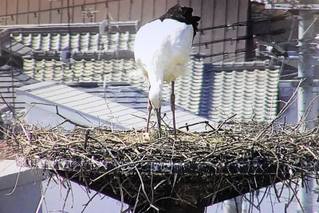 コウノトリの親鳥の足元から１羽のひなが顔を出している＝15日午後、兵庫県稲美町内（広告会社提供）