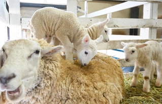親や飼育員に見守られながら、すくすく成長する子ヒツジたち＝神戸市灘区六甲山町（撮影・大田将之）