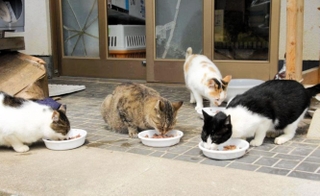 日比輝雄さんが置いた餌を食べる猫たち＝２０１３年８月、福島県飯舘村（日比さん提供）