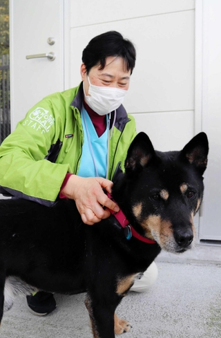 元の飼い主から手放された雑種犬。病気の治療やしつけを受けて新しい飼い主を待つ。人懐っこく寄ってくる＝神戸市北区しあわせの村、こうべ動物共生センター