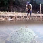 冷たい水中に産み落とされたアカガエルの卵＝神戸市北区、あいな里山公園