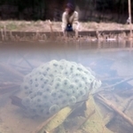 冷たい水中に産み落とされたアカガエルの卵＝神戸市北区、あいな里山公園
