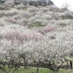 満開を迎え、斜面が鮮やかに染まった綾部山梅林＝たつの市御津町黒崎