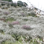 満開を迎え、斜面が鮮やかに染まった綾部山梅林＝たつの市御津町黒崎