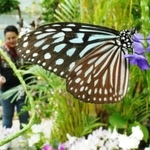 温室内で花の密を吸うリュウキュウアサギマダラ＝４日午前、伊丹市昆陽池、伊丹昆虫館（撮影・大田将之）