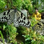 温室内の植物にとまり、羽を休めるオオガマダラ＝４日午前、伊丹市昆陽池、伊丹昆虫館（撮影・大田将之）