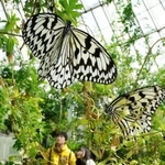 温室内の植物にとまり羽を休めるオオゴマダラ＝４日午前、伊丹市昆陽池３、伊丹市昆虫館（撮影・大田将之）