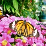 温室内の花にとまるスジグロカバマダラ（中央と左）やリュウキュウアサギマダラ＝４日午後、伊丹市昆陽池３、伊丹市昆虫館（撮影・大田将之）