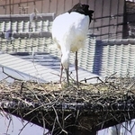 コウノトリの親鳥の足元から１羽のひなが顔を出している＝15日午後、兵庫県稲美町内（広告会社提供）