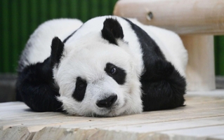 愛らしい表情を見せるパンダのタンタン＝２０２３年９月１６日、神戸市立王子動物園