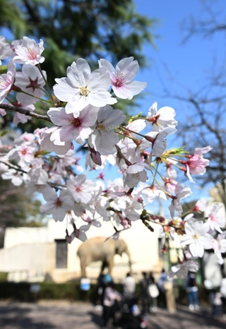 開花した王子動物園のソメイヨシノ＝１日午後、神戸市灘区王子町３