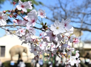 開花した王子動物園のソメイヨシノ＝１日午後、神戸市灘区王子町３