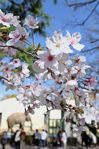 開花した王子動物園のソメイヨシノ＝１日午後、神戸市灘区王子町３