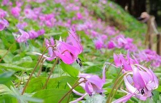 山の斜面を薄紫色に染めるカタクリの花＝丹波市氷上町清住