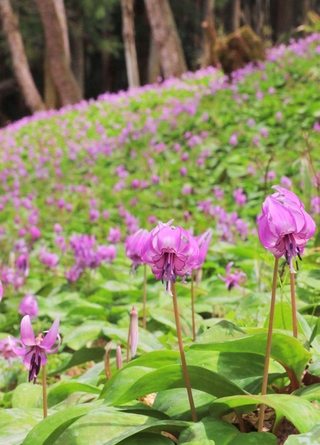 山の斜面を紫色に染めるカタクリの花＝丹波市氷上町清住