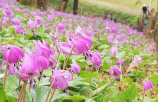 山の斜面を紫色に染めるカタクリの花＝丹波市氷上町清住