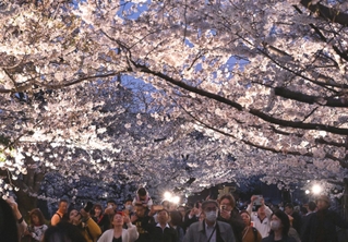 ライトアップされたサクラに見入る来園者たち＝４日夜、神戸市灘区王子町３（撮影・風斗雅博）