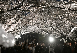 王子動物園の夜桜を楽しむ来園者たち＝４日夜、神戸市灘区王子町（撮影・風斗雅博）