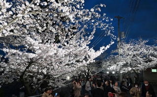 王子動物園の夜桜を楽しむ来園者たち＝４日夜、神戸市灘区王子町（撮影・風斗雅博）