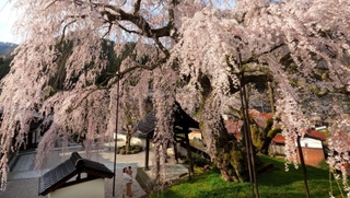 満開を迎え、鮮やかな花が青空に映えるシダレザクラ＝新温泉町竹田（撮影・風斗雅博）