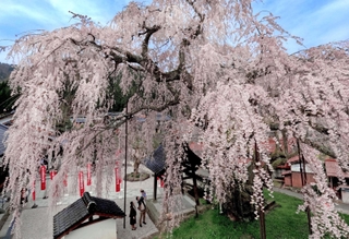 満開を迎え、鮮やかな花が青空に映えるシダレザクラ＝兵庫県新温泉町竹田（撮影・風斗雅博）