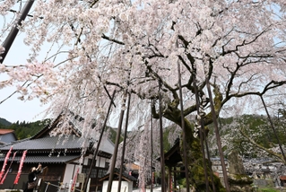 満開を迎え、鮮やかな花が青空に映えるシダレザクラ＝新温泉町竹田（撮影・風斗雅博）