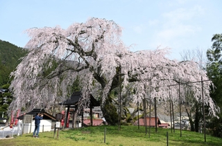満開を迎え、鮮やかな花が青空に映えるシダレザクラ＝新温泉町竹田（撮影・風斗雅博）