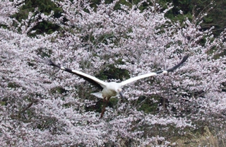 満開の桜を背に、空へと飛び立つコウノトリ＝豊岡市日高町