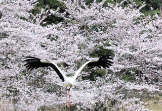 満開の桜を背に、飛び立つコウノトリ＝豊岡市日高町