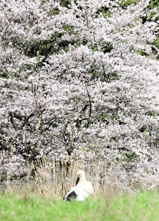 満開の桜のそばで羽を休めるコウノトリ＝豊岡市日高町
