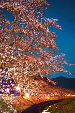日が暮れ、ちょうちんの明かりに照らされる桜＝丹波市春日町柚津